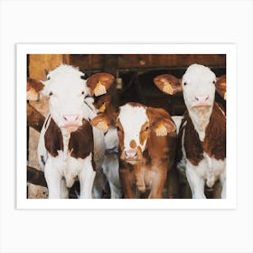 Three Cows In Barn Art Print