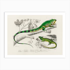 Green Lizard (Iguana) And Green Lizard (Lacerta Viridis), Charles Dessalines D'Orbigny Art Print