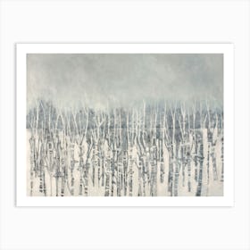 Silver Birch  Art Print