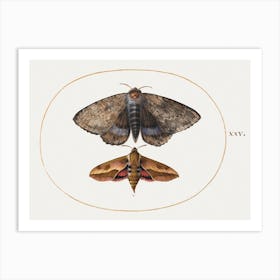 Blue Underwing Moth And Spurge Hawk Moth (1575–1580), Joris Hoefnagel Art Print