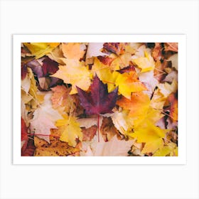 Leaves On Forest Floor Art Print