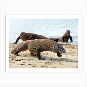 Several Komodo dragons on the beach Art Print