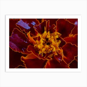 Red Marigold Flower Art Print