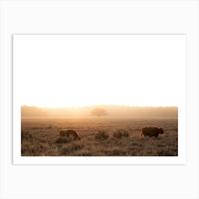 Highlander Cows With Sunrise Art Print