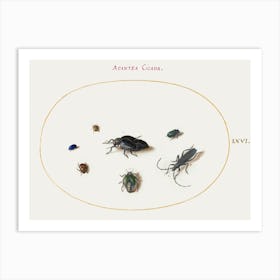 Two Oil Beetles, A Longhorn Beetle, And Four Other Insects, Joris Hoefnagel Art Print