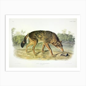 Texan Wolf, John James Audubon Art Print