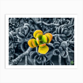 Cactus Flower 202309100957129rt1pub Art Print