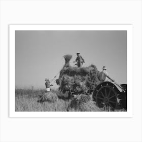 Pitching Rice Into Wagon, Note That Bundle Of Rice Is Caught By Worker On Wagon After It Is Pitched Up Art Print