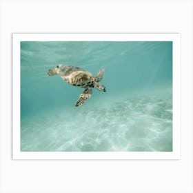 Ocean Sea Turtle Art Print