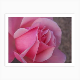 Closeup Pink Rose. Art Print