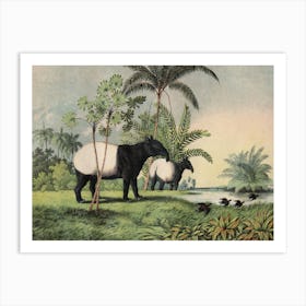 Vintage Kolb 1 Tafel 19 Tapir Indisch Art Print