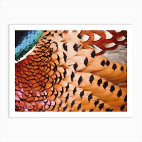 Pheasant Feathers Art Print