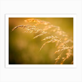 Close Up Of Yellow Grain // Nature Photography Art Print