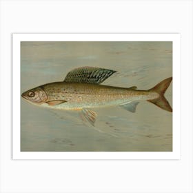 Vintage Sturgeon Art Print