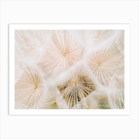 Dandelion Art Print