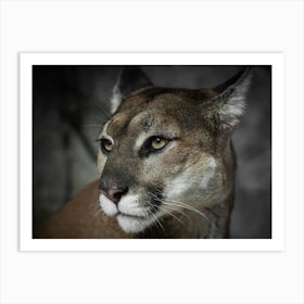 Mountain Lion Portrait Art Print