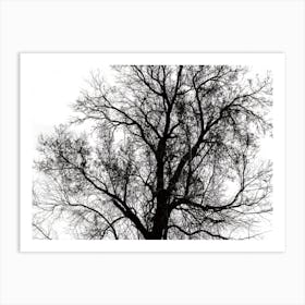 Silhouette Of Bare Tree Black And White 2 Art Print