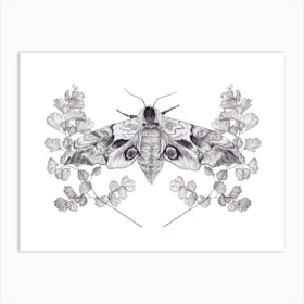 Eyed Hawk Moth Art Print