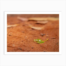 Green Leaf With White Fungus On The Ground Art Print