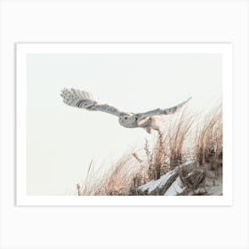 Snowy Owl Taking Flight Art Print