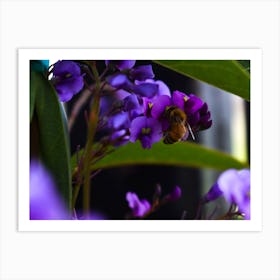 Bee On Purple Flower Art Print