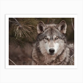 Gray Wolf In Forest Art Print