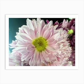 Pink Daisies - photography Art Print