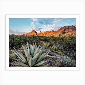 Wild Agave Plant Art Print