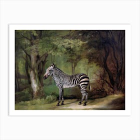 Zebra, George Stubbs Art Print