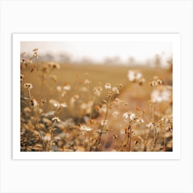 White Flower Field Art Print