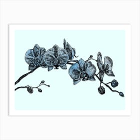 Blue Orchid Flower Illustration Artwork Art Print