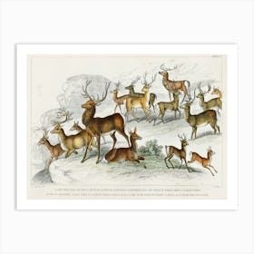 Collection Of Various Deers, Oliver Goldsmith Art Print