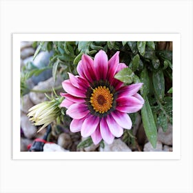 Daisy In The Garden Art Print