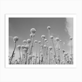 Untitled Photo, Possibly Related To Onion Plants Gone To Seed, Canyon County, Idaho By Russell Lee Art Print