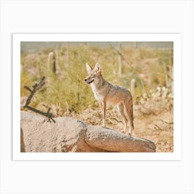 Desert Coyote Art Print