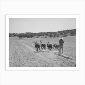 Untitled Photo, Possibly Related To Mr, Leatherman Terraces With Four Burros, Pie Town, New Mexico By Russell Lee Art Print