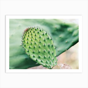 Close Up of a green cactus // Ibiza Nature & Travel Photography Art Print