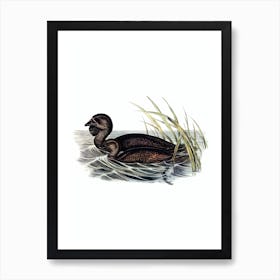 Vintage Musk Duck Bird Illustration on Pure White n.0354 Art Print