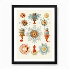 Corals And Sponges Art Print