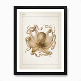 Vintage Vérany 1 Octopus Vulgaris II Art Print
