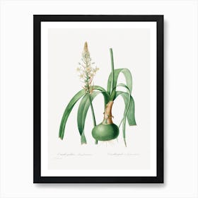 Ornithogalum Longibracteatum, Pierre Joseph Redouté Art Print