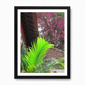 Bougainvillea Art Print