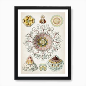 Vintage Haeckel 2 Tafel 38 Taschenquallen Art Print