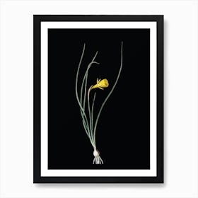 Vintage Daffodil Botanical Illustration on Solid Black Art Print