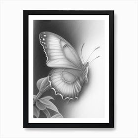 Brimstone Butterfly Greyscale Sketch 1 Art Print