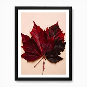 Autumn Leaves 24 Art Print