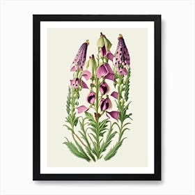 Foxglove Wildflower Vintage Botanical Art Print