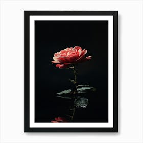 Rose Hd Wallpaper 1 Art Print