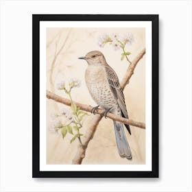 Vintage Bird Drawing Cuckoo 2 Art Print