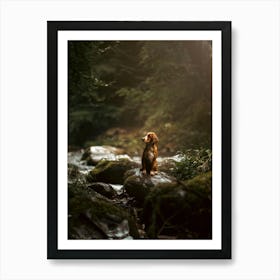 Cocker Spaniel On Rocks By a River - Scotland Highland UK dog photo print - moody animal photography Art Print